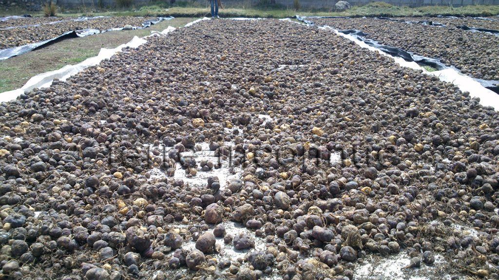 Séchage de la maca du Pérou