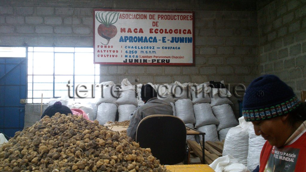 Sélection manuelle des meilleures maca pour notre production