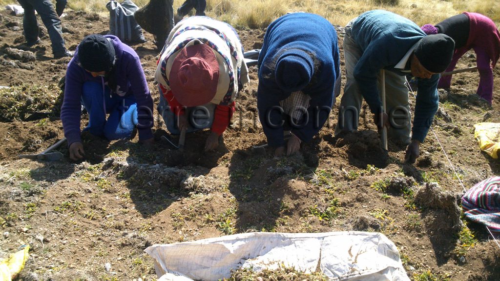 récolte de la maca sur les pentes du plateau de Junin