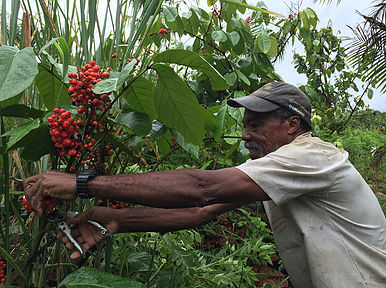coopératives de guarana en Amazonie