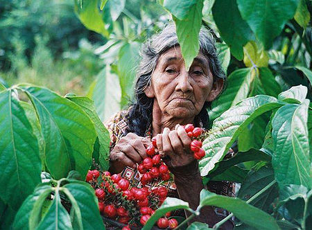 coopératives de guarana en Amazonie