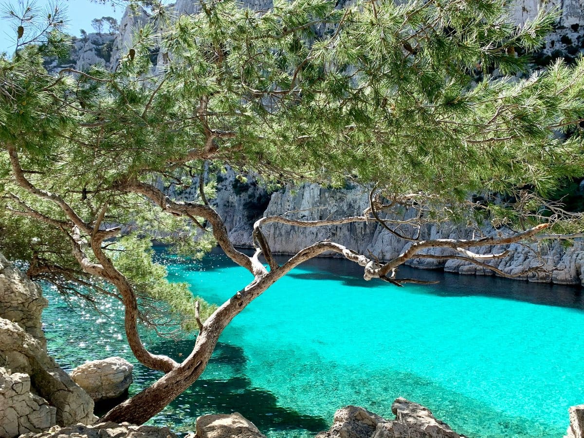 Côte méditerranéenne, région d'origine de l'artichaut cultivé depuis l'Antiquité