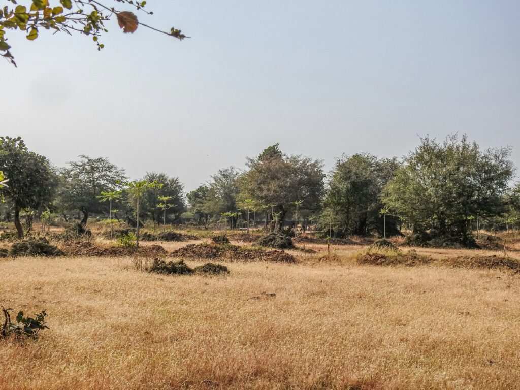 paysage sec et aride de l'inde où pousse l'ashwagandha