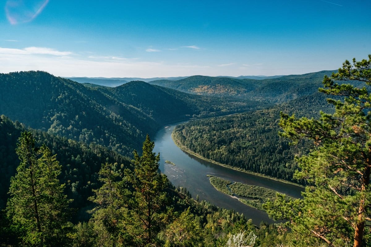 Forêt de taïga sibérienne, habitat naturel de l'éleuthérocoque