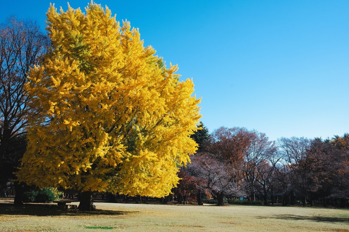 Allée de ginkgos aux feuilles dorées en automne, Asie de l'Est