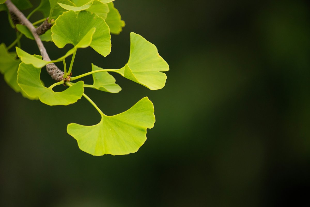 Feuilles de Ginkgo biloba en éventail, dorées en automne