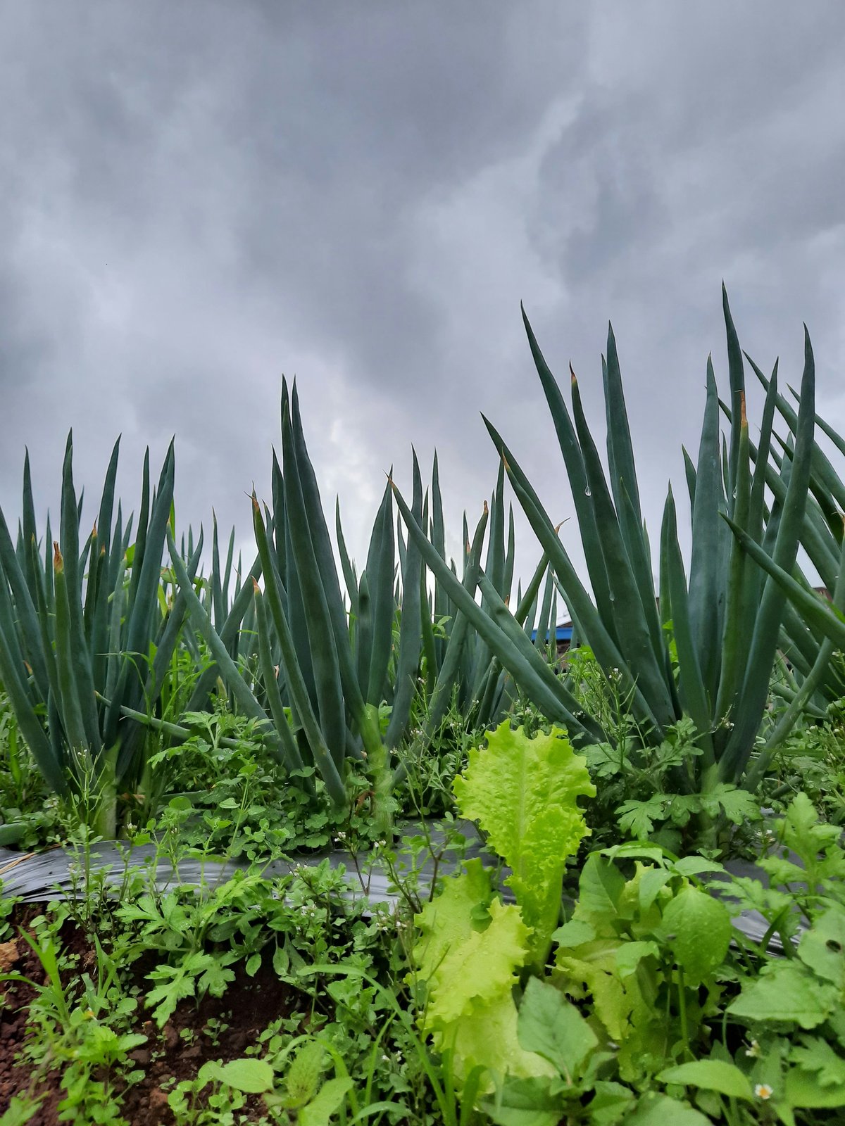 Potager européen, terre d'élection du radis noir cultivé depuis l'Antiquité
