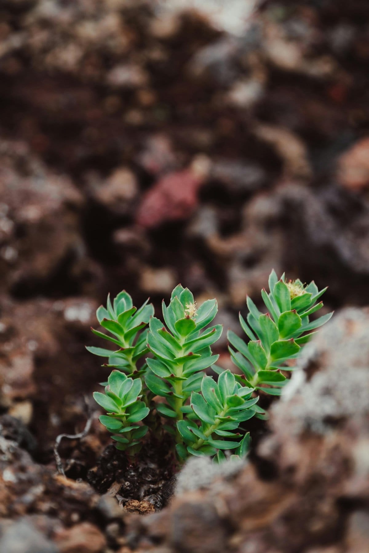 Rhodiola rosea en fleurs dans un environnement alpin