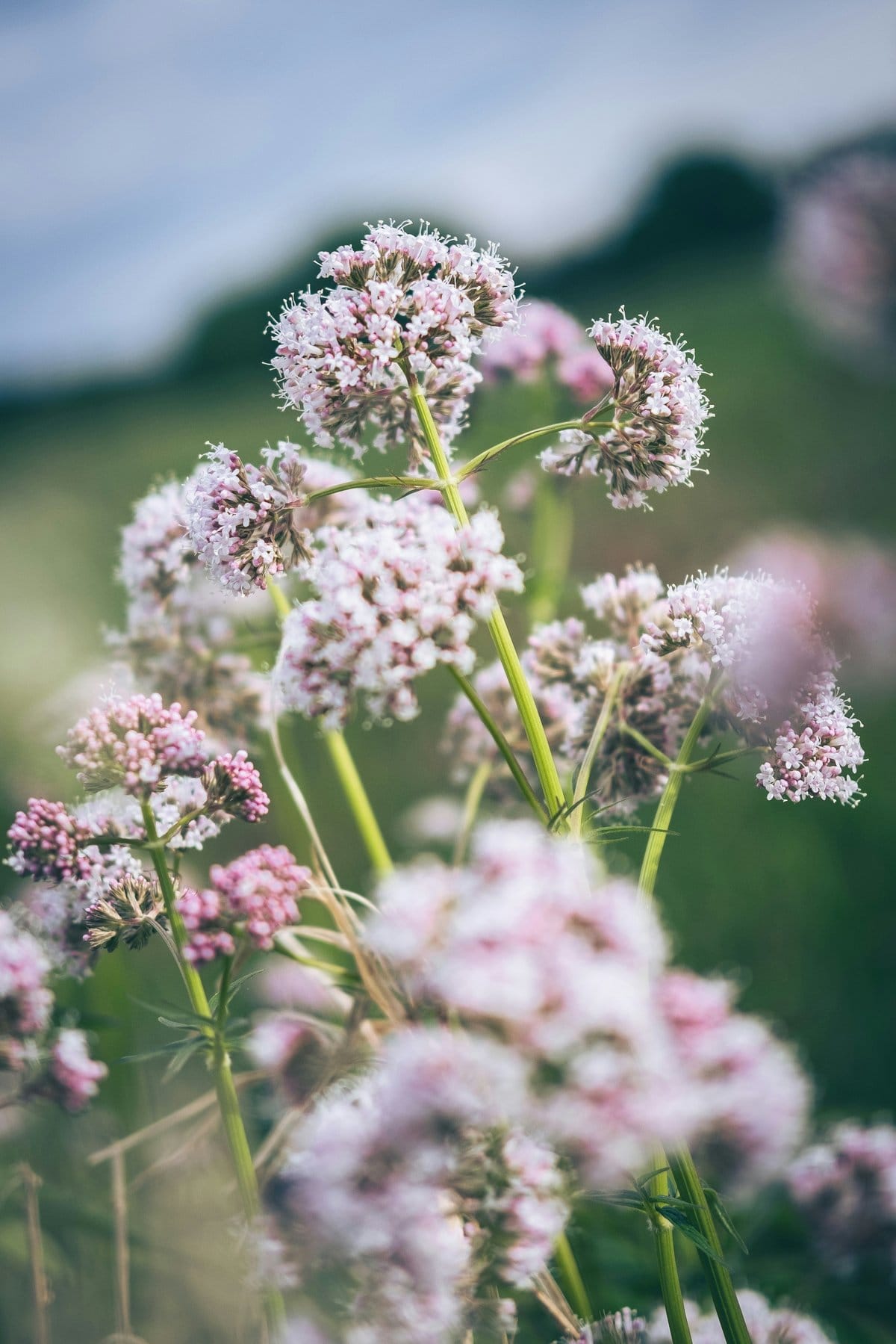 Prairie humide d'Europe, habitat naturel de la valériane officinale