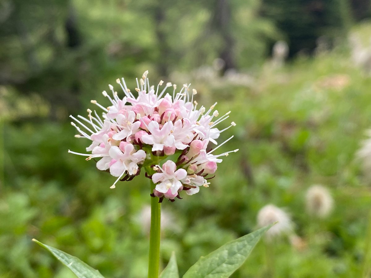 Valeriana officinalis en fleurs dans une prairie