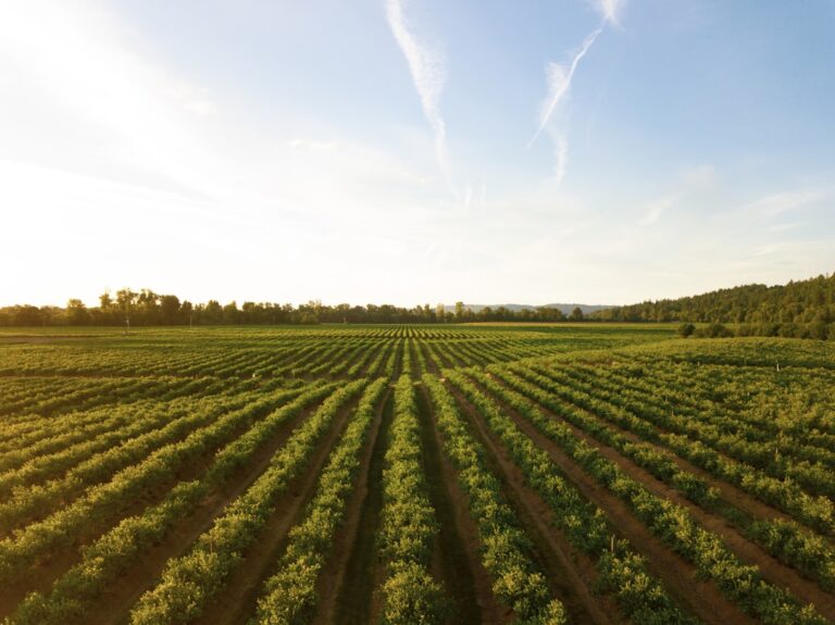 Label AB : ce que la certification bio garantit vraiment dans un complément alimentaire