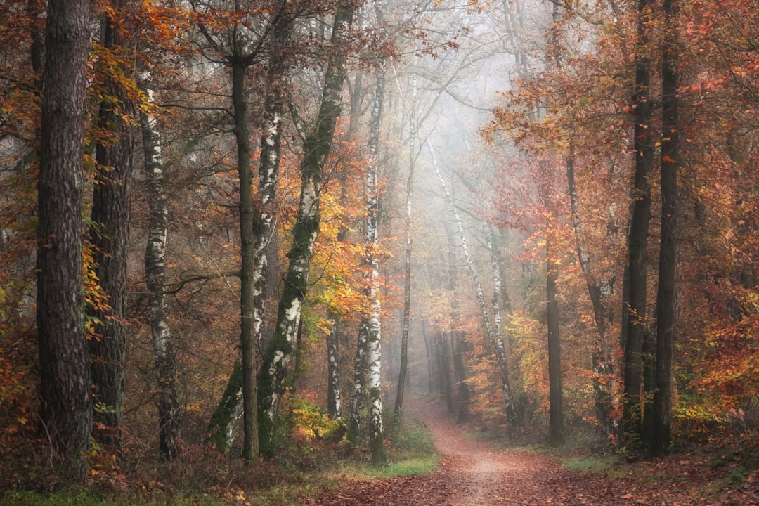 Préparer son immunité pour l'automne : le rôle des plantes adaptogènes